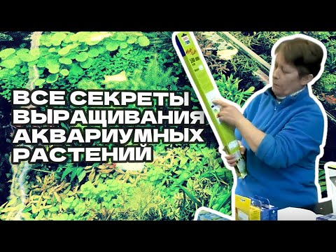 Видео: Все секреты выращивания аквариумных растений. [Улучшенный звук!]
