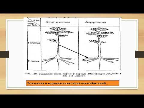 Видео: Вид как система популяций