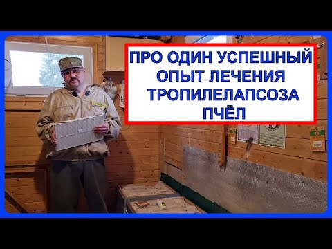 Видео: 🔴 Как удалось вылечить тропилелапсоз пчел 🔴