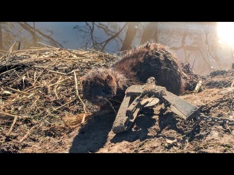 Видео: Расширяющиеся лотки для норки. #billingsleybrandlures #trapper