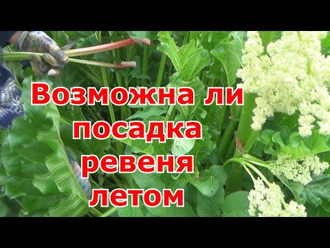 Видео: Посадка (пересадка) ревеня в открытый грунт. Какие условия выращивания ревеня для отличного урожая.