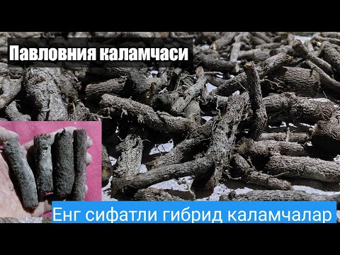 Видео: Павловния илдиз каламча олиш Жарайони (Павловния)