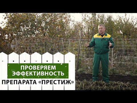 Видео: Проверка эффективности  препарата "Престиж" против колорадского жука