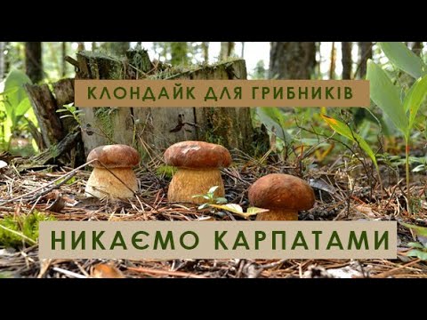 Видео: ЗНАЙШЛИ ГІГАНТСЬКІ ГРИБИ В КАРПАТАХ | ВОДОСПАД ВОЄВОДИН