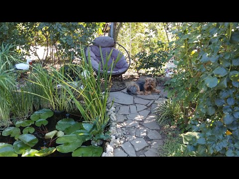 Видео: С медовым Спасом! Прогулка по саду. 