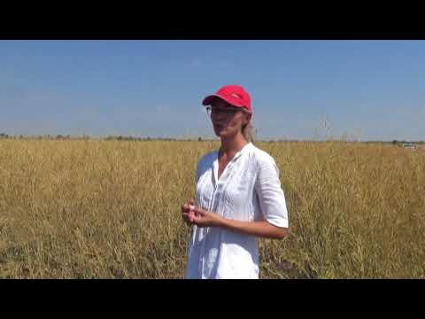 Видео: Выращивание горчицы, вредители