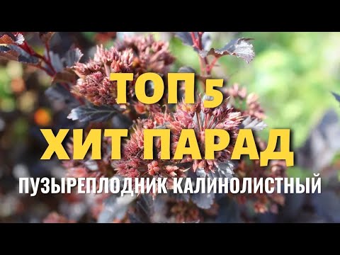 Видео: Пузыреплодник калинолистный ХИТ ПАРАД