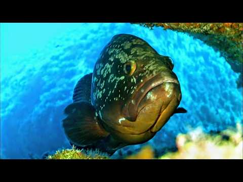 Видео: Корсика и сокровища морских глубин