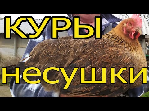 Видео: Куры-несушки кто это?