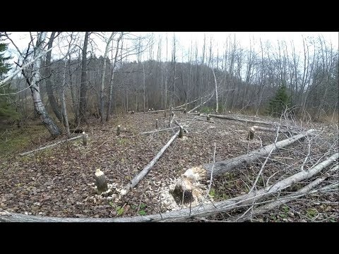 Видео: Охота на бобра с КП-250 (Бобр добыт)
