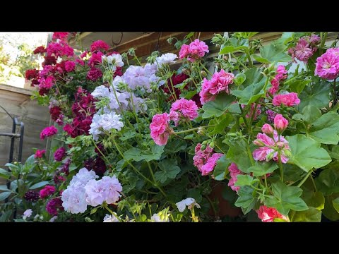 Видео: Пеларгонии Плющелистные! Секрет Выращивания сотен бутонов! Pelargonium London.