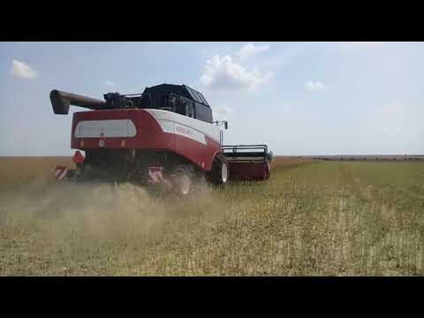 Видео: 20.06.2019. Уборка озимого рапса!  NO-TILL!