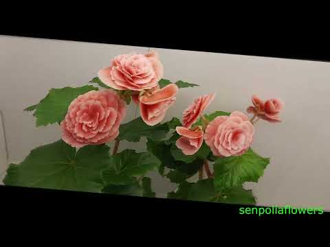 Видео: Бегонии Элатиор из коллекции Голубевой Татьяны 21.06.2022