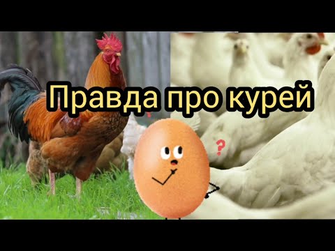 Видео: Повний гід: Життя курки від А до Я. Секрети, факти та екологія. #факти_про_курей