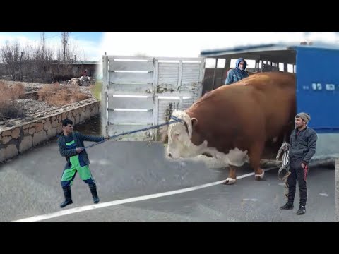 Видео: Бизнеси нав Бука парвари Тарзи парвариш /  Новый бизнес Быковод Как вырастить быка Как кормить быка