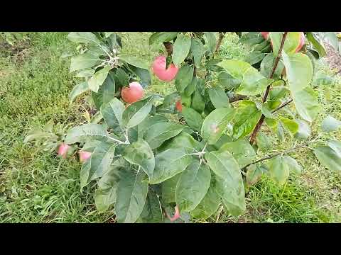 Видео: Сорт Яблони Есения.