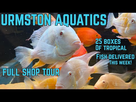 Видео: Экскурсия по залу тропических рыб в Urmston Aquatics