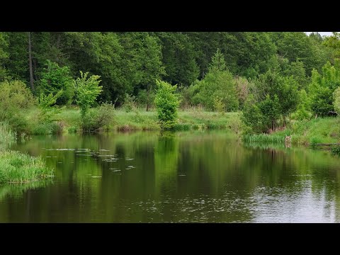 Видео: Як не покльовка,то вудка в Дугу на річці Уж.Така риболовля на Білу Рибу може тільки Снитись.