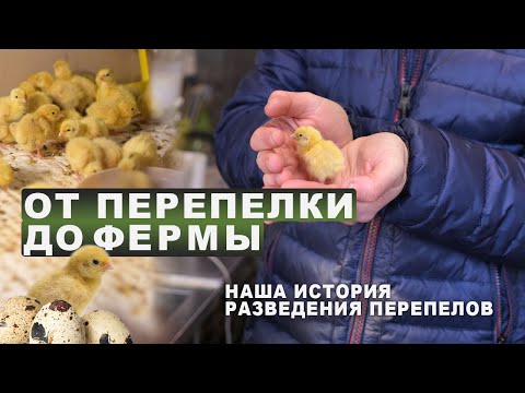 Видео: От перепелки до фермы. Наша история разведения перепелов 🐥