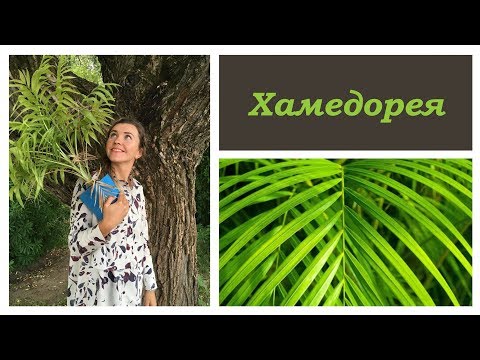 Видео: 🌿 ХАМЕДОРЕЯ 🌿 уход за ПАЛЬМОЙ в домашних условиях