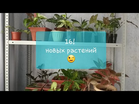 Видео: Комнатные растения🌿16❕ новичков🌸Укоренение сингониумов, сциндапсусов и филодендрона🌱Состав грунта