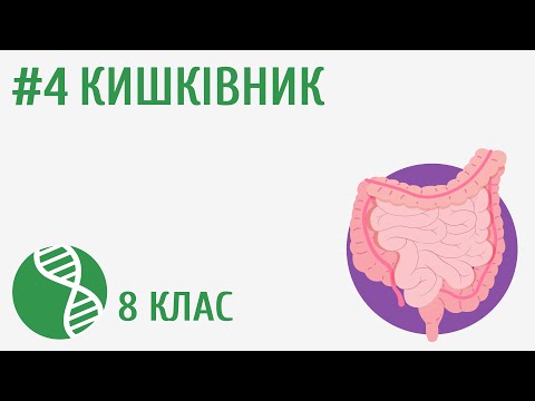 Видео: Кишківник #4