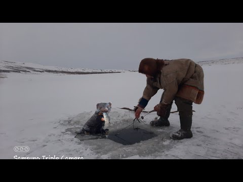 Видео: Подлёдная рыбалка 🎣 # Жизнь в тундре #