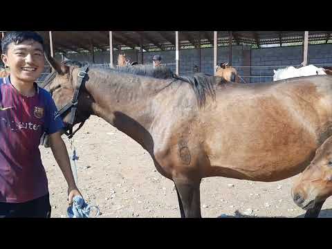 Видео: Құлынды биелер, Алматы Бәйдібек би ауылы мал базар. 30 07 2023.