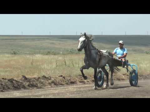 Видео: Бега в Твардице 2016