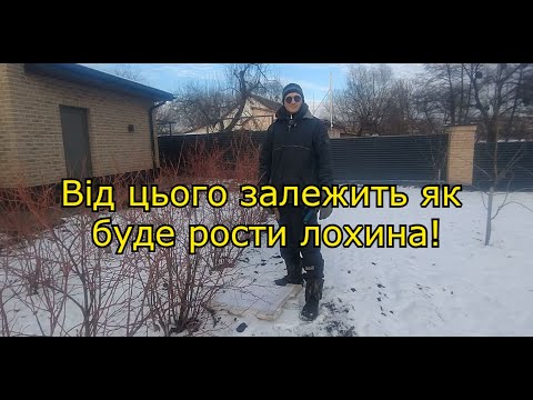 Видео: Обов'язкова щорічна обрізка кущів лохини