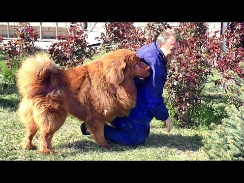 Видео: С Галсаном шутки плохи! Тибетский Мастиф 2 года. Male Tibetan Mastiff 2 years.