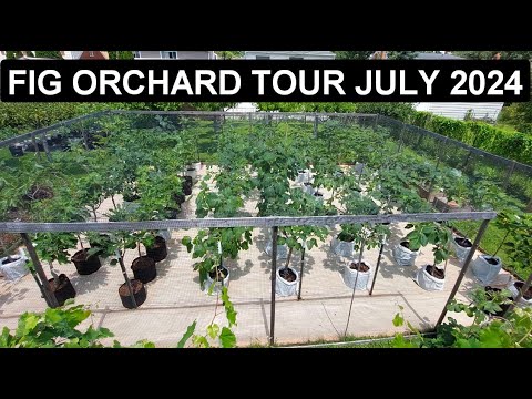 Видео: Экскурсия по инжирному саду 11 июля 2024 г.