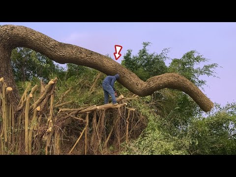 Видео: Вырубка заросших баньянов в ужасающих масштабах | Вырубка деревьев с привидениями