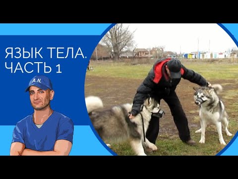 Видео: Язык тела