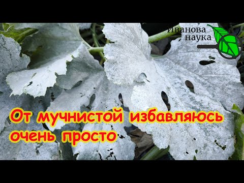 Видео: Мучнистая роса на огурцах, розах и крыжовнике: избавляемся раз и навсегда. Опрыскайте так 1 раз.