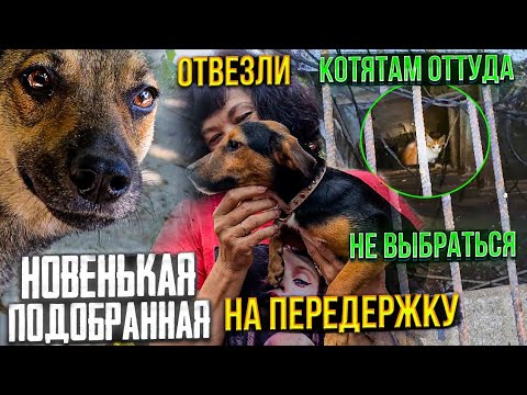 Видео: Где мы обнаружили котят😱 Подобрала бездомную собаку на стерилку. Барни поехал на передержку.