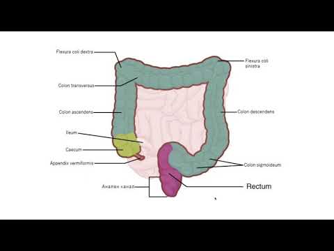Видео: Дебело черво – Intestinum crassum (12:41) ┃teoriyata.com