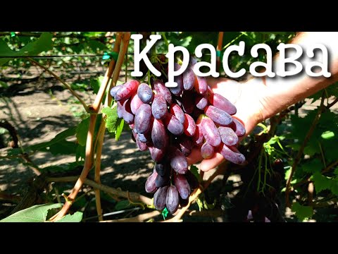 Видео: Красава - новинка которая должна быть у каждого! Вкус, цвет, товарность - все на высоте