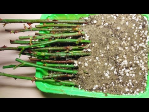 Видео: Осеннее черенкование роз в песок. 3 ноября 2020.