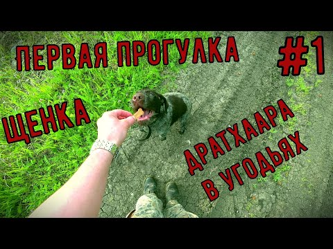 Видео: #1 ДРАТХААР: ПЕРВАЯ ПРОГУЛКА ЩЕНКА В ОХОТУГОДЬЯХ