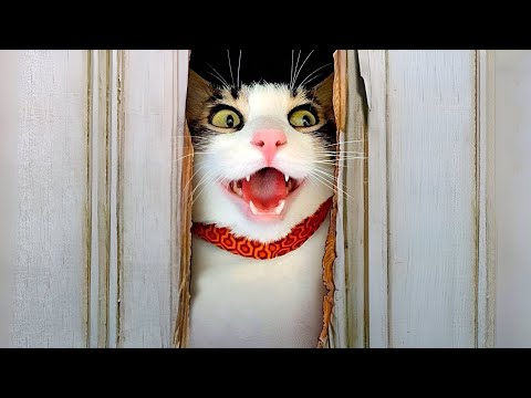 Видео: Самые смешные видео с животными 😹 Когда животные полностью теряют контроль 🤪