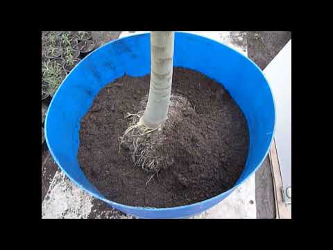 Видео: Папайя в доме. Как пересадить Папайю. Обзор саженцев.