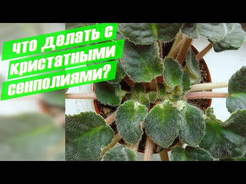 Видео: Кристатность у сенполий. Как дальше жить?