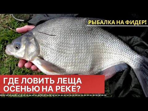 Видео: ГДЕ ИСКАТЬ ЛЕЩА ОСЕНЬЮ НА РЕКЕ! ЛОВЛЯ НА ФИДЕР 2021!  Рыбалка в НОЯБРЕ!