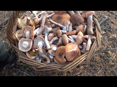 Видео: Сбор Опят в Октябре. Очень Много Грибов