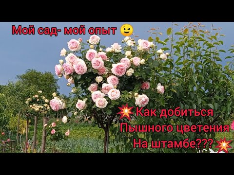 Видео: 💥Роза на штамбе🌹😃!💥Секреты пышного цветения и создания штамба из любой розы🌹💥😉💪💪👍💥