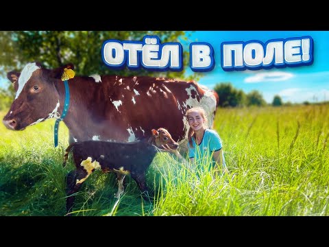 Видео: Отёл Айрширской коровы из Финляндии. Кормление телёнка. Молодая Ферма