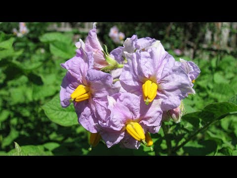 Видео: Сажаем необычный синий картофель . ОЧЕНЬ ПОЛЕЗНО и ВКУСНО!