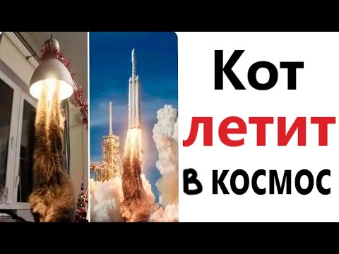 Видео: ПРИКОЛЫ! КОТ ЛЕТИТ В КОСМОС - МЕМЫ!!! Смешные видео – Доми шоу!