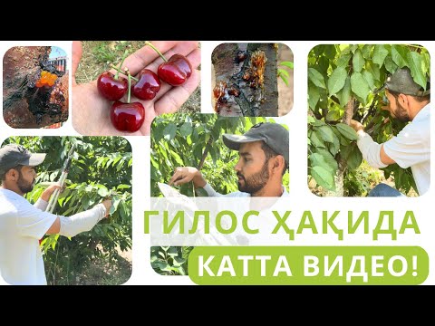 Видео: ГИЛОСИ БОРЛАР ҲОЗИР НЕГА КЕСИШИ КЕРАК???